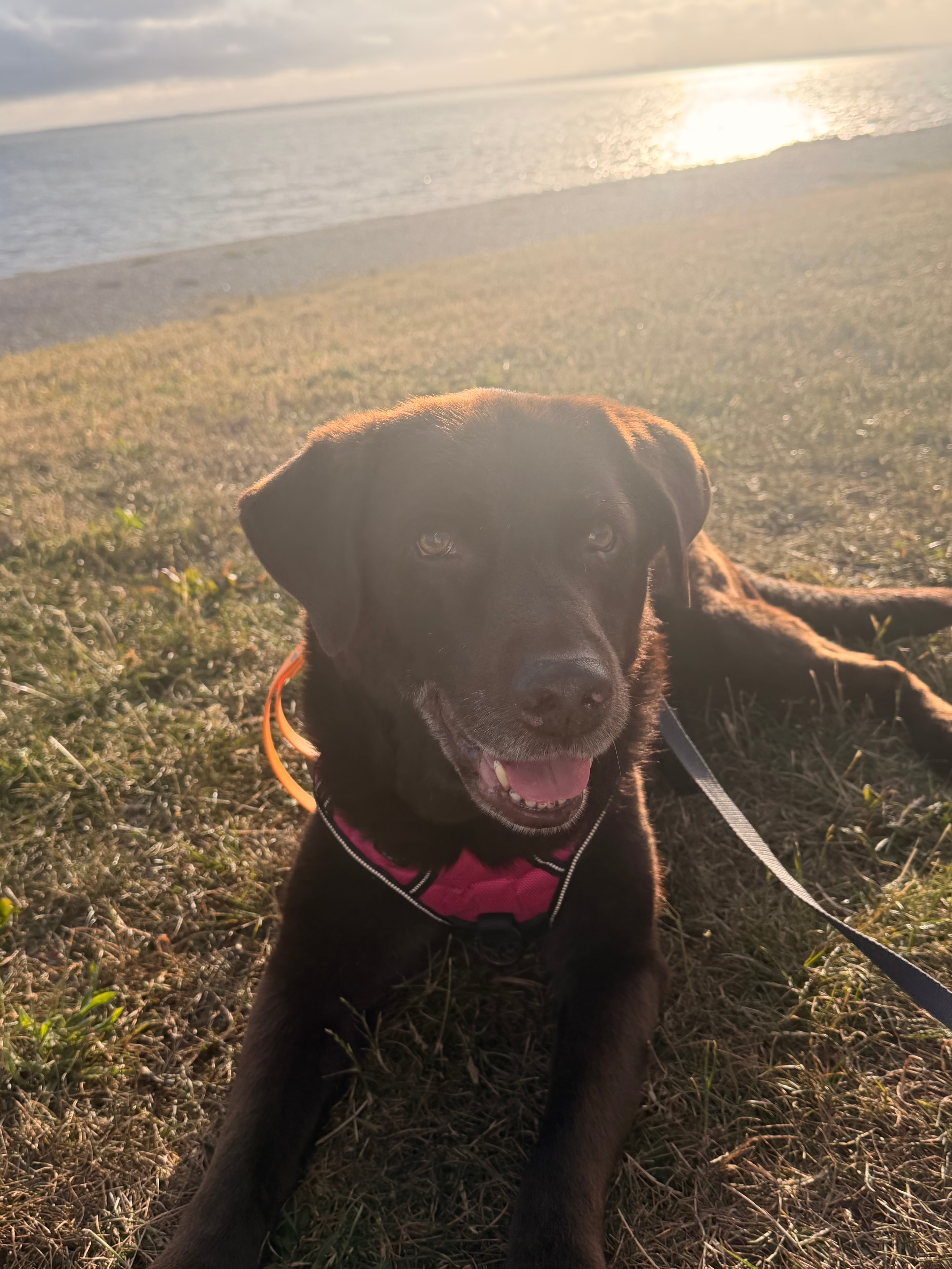 Trusty Tails dog adventure 1