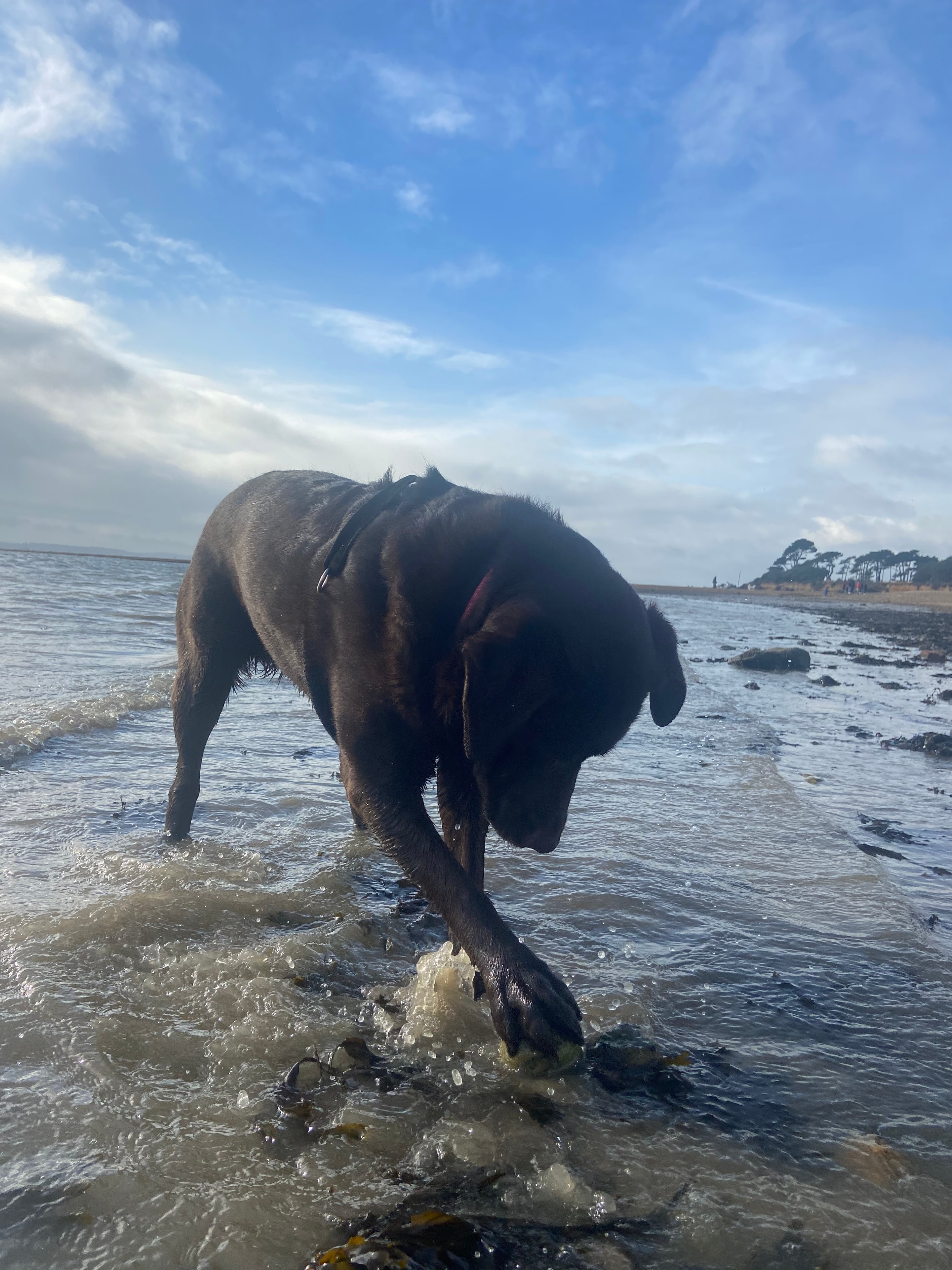 Trusty Tails dog adventure 3