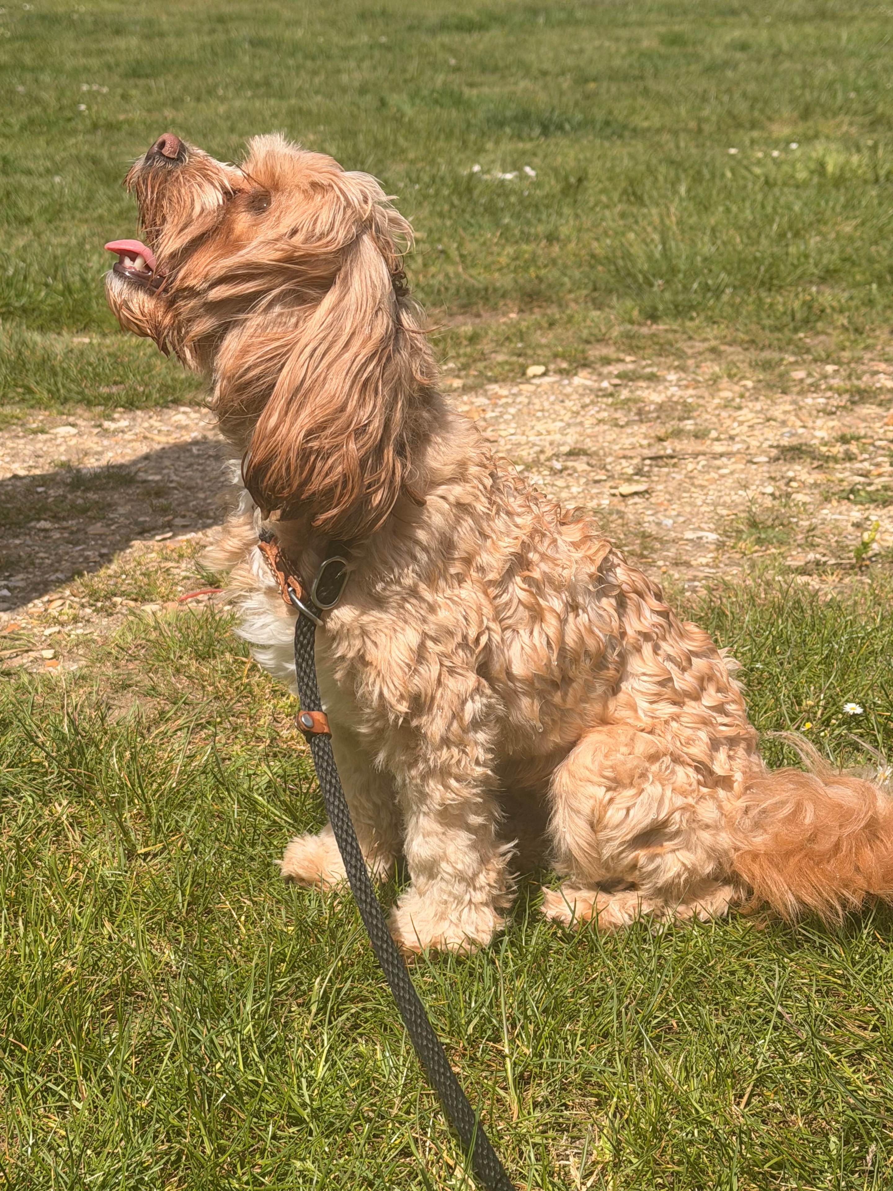 Trusty Tails dog adventure 4