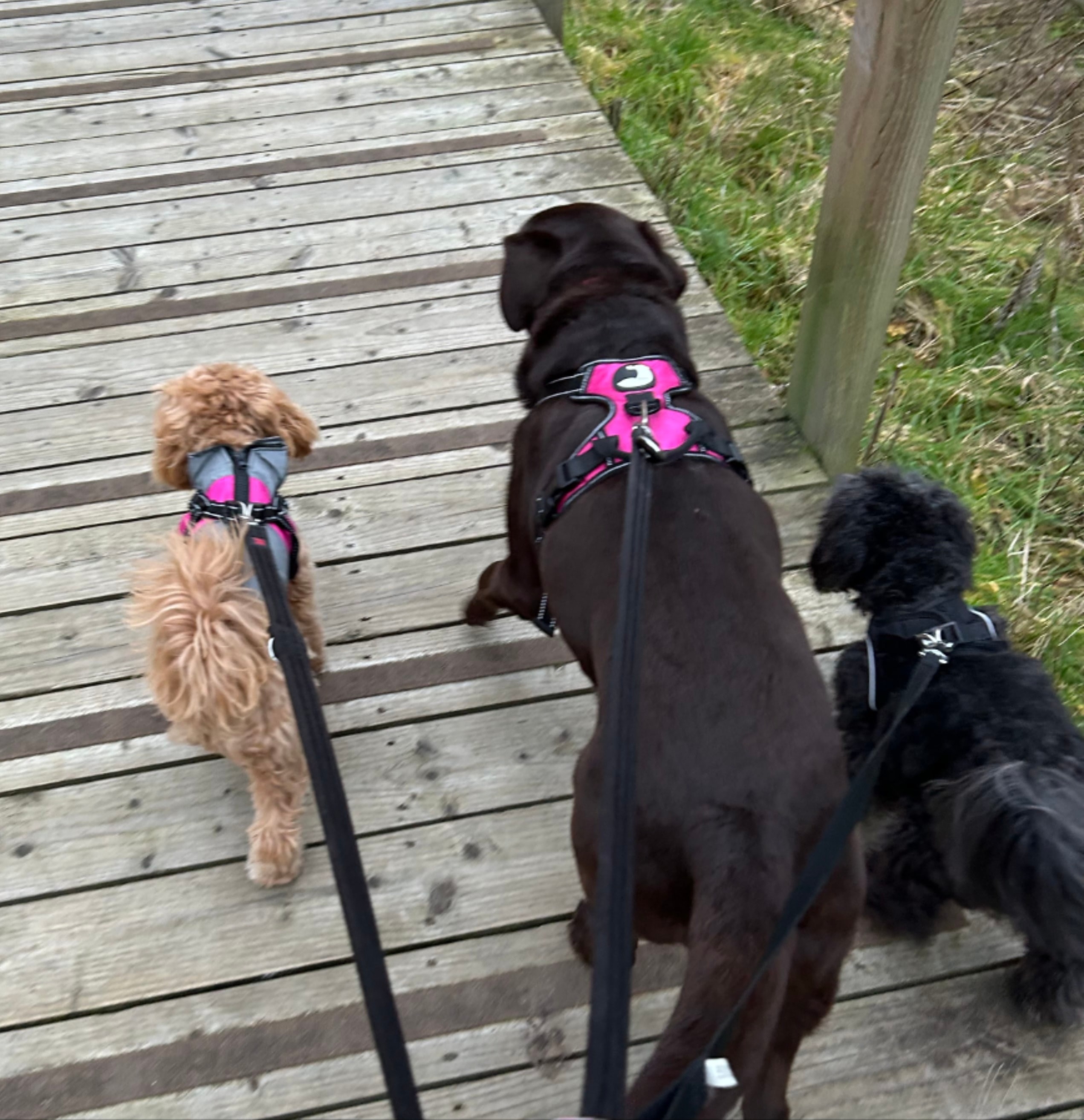Trusty Tails dog adventure 5